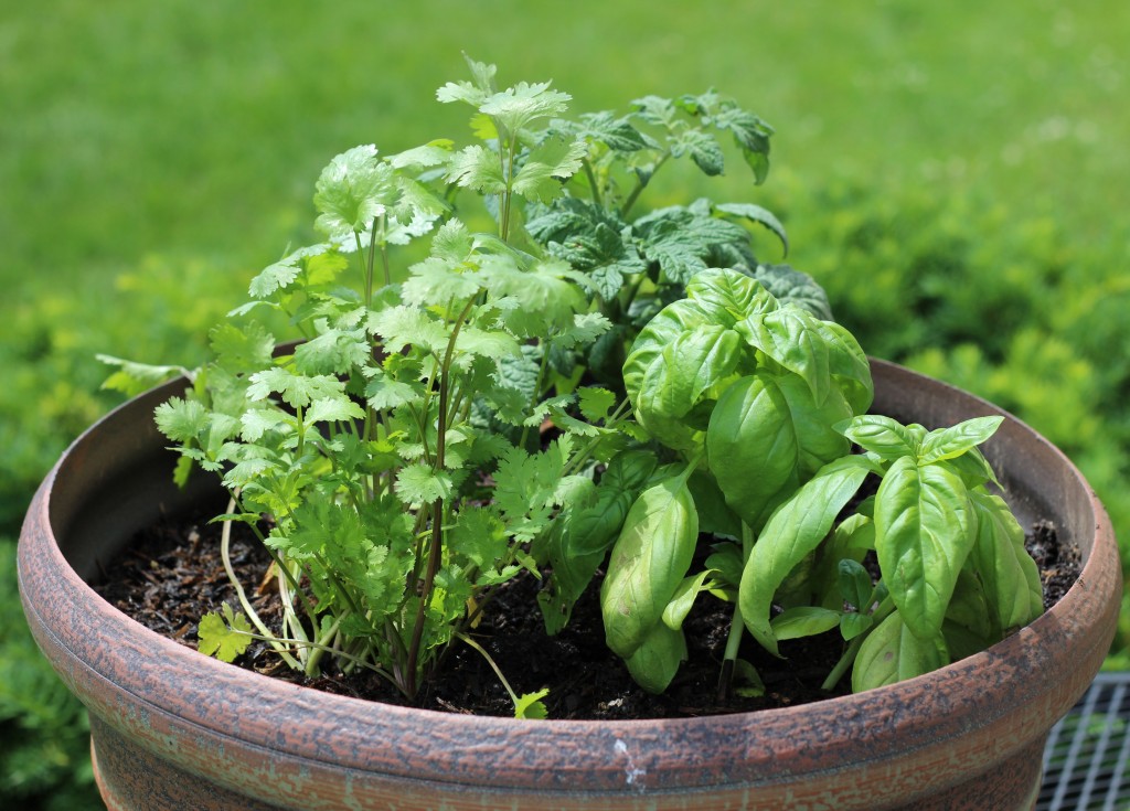 Basil and Hemp Seed Pesto